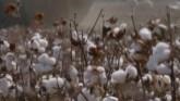 Crop Insurance for Cotton Sign Up Overview