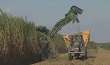 Sugarcane Grinding Season Finishing Up