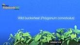 Roundup | Transorb Wild Buckwheat Test 1 | Bayer Canada