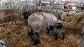 Sheep Farming At Ewetopia Farms: New Creep Pen For Lambs