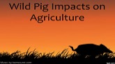 Wild Pig Impacts on Agriculture