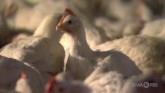 Avian Influenza Expands Its Reach