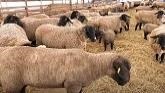 Sheep Farming At Ewetopia Farms: Pink...