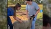 How to Pick your Lamb - Market Lamb or Breeding Ewe