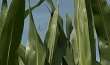 Corn Production Challenges