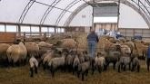 Sheep Farming At Ewetopia Farms: Is Bedding Necessary For Sheep?
