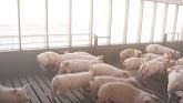Real Pig Farming