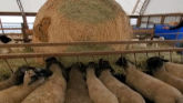 Sheep Farming At Ewetopia Farms: A Walk Through Our Sheep Barns