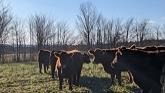 Intro to Cover Crop Grazing (local on...
