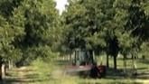 Research Plays Important Role in Future of the Pecan Crop