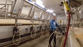 Milking the cows