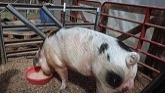 The 1 Acre Pig Farm Anyone Can Do