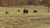 Addressing Both Pasture Fertility and Weed Control