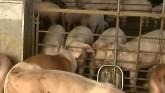 COVID Discovery in Pig Cells Could Le...