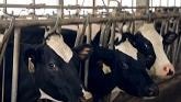 Dairy Farm, Ontario Canada | Slurry Management System installation
