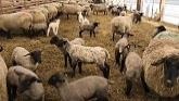 Sheep Farming: Building A Creep Pen For Lambs