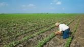 Crop Consultants Assistance with US C...