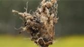 Clubroot Management