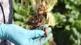 Soil Borne Disease Series: Club Root