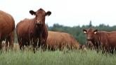 Stories of Progress - Canada’s Beef Farmers & Ranchers