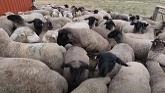 Sheep Farming: Sorting Sheep - Weaned Lambs & Breeding Groups