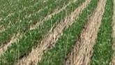 Reducing the Cost of Chemicals by Leveraging Cover Crops