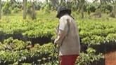 Collapse of the Soviet Union Changed Farming for Cubans