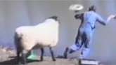 Why Goats and Sheep are the FUNNIEST FARM ANIMALS