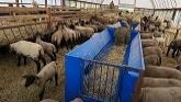 Sheep Farming: Growing Lambs To Their...