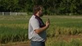 Managing Pests in Alfalfa