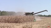 JOHN DEERE 8RX 370 Tractor Moving The Corn Harvest