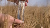 Growing Smarter: Variety Update Feed Barley