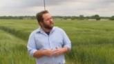 What is the Weed Situation in Wheat Fields?