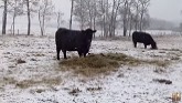 Calving in the Snow