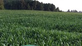 Auburn AG Applying nitrogen to our corn with Y drop tubes