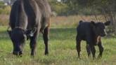How-To: Udder Scoring Cattle