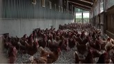 Sustainable egg production (BC Farmers
