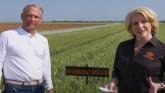 Finding the Right Wheat Variety Candidates