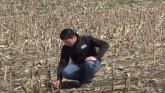 Starter Fertilizer At Corn Planting T...