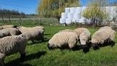 Sheep Farming: Feeding Sheep On My Own! |Discing Corn Field |Pet Lamb