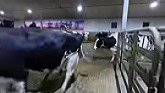 Cleaning a Massive Mess on our Dairy!