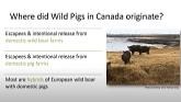 Wild Pigs : A threat to the Canadian pork sector. How can we reduce it - NISAW 2022
