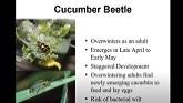 Cucurbit IPM - Part 4 Insects