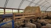 Sheep Shearing: Suffolk Ewes & Dorset Rams - From Start to Finish!