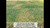Phosphorous management to improve water use efficiency in organic cropping systems