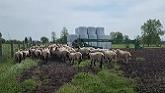 Ewetopia Farms: Lambs Off To New Homes Already!