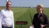 Finding the Right Wheat Variety Candi...