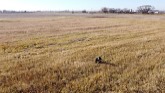 GROW Wetland Enhancement - Central Assiniboine WD