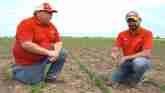 Bumper Crops: Early Season Weed Management Following Spring Tillage