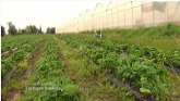 Heavy rain delays crops in B.C.
